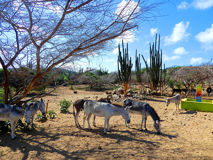Donkey sanctuary. Aruba Island