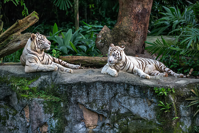 Two white tigers in Singapore zoo