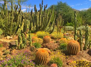 30 Best & Fun Things To Do In Tucson (AZ) - Attractions & Activities