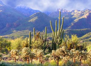 30 Best & Fun Things To Do In Tucson (AZ) - Attractions & Activities