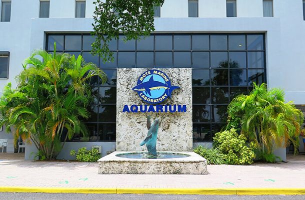1. Mote Marine Laboratory & Aquarium - wide 8