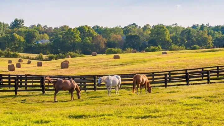 Things To Do In Lexington