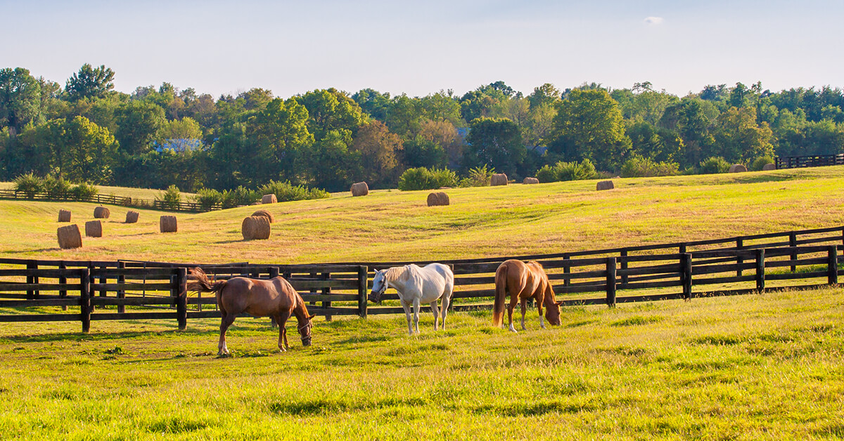 28 Best Fun Things To Do In Lexington KY Attractions Activities