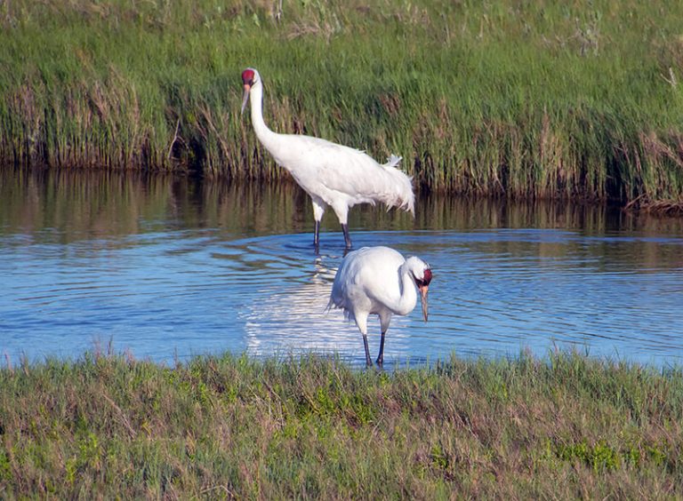 26 Fun Things To Do In Port Aransas (TX) - Attractions & Activities